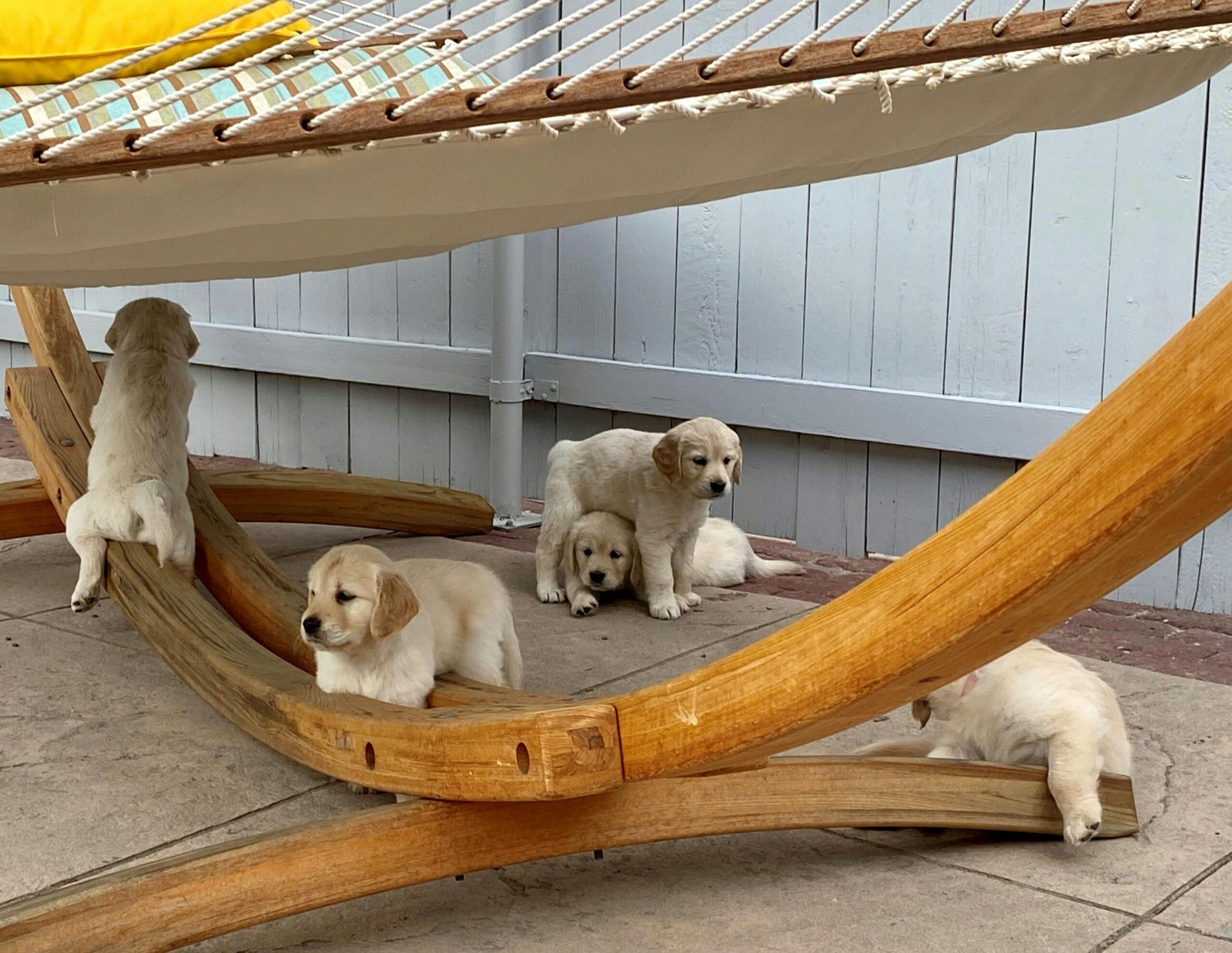 Adorable golden retriever puppies playing under a wooden hammock outdoors.